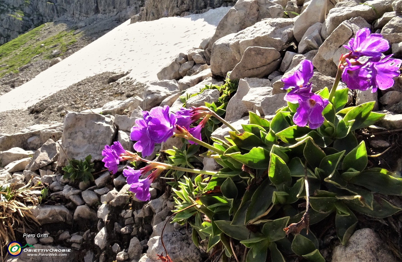 43 Primula di Lombardia (Primula glaucescens).JPG